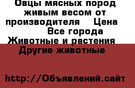 Овцы мясных пород живым весом от производителя. › Цена ­ 110 - Все города Животные и растения » Другие животные   